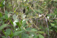 Dioscorea spiculiflora