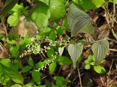 Dioscorea spiculiflora