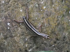 Sphenomorphus sanctus