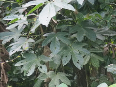 Manihot carthagenensis