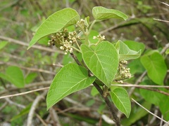 Marsdenia gualanensis