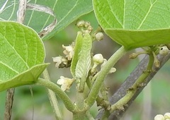 Marsdenia gualanensis