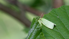 Tortrix viridana