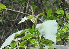Croton morifolius