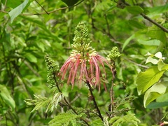 Calliandra houstoniana calothyrsus