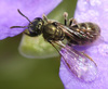 Lasioglossum gemmatum - Photo (c) sicloot, some rights reserved (CC BY-NC-SA), uploaded by sicloot