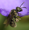 Epaulette Metallic Sweat Bee - Photo (c) sicloot, some rights reserved (CC BY-NC-SA), uploaded by sicloot