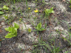 Pityopsis oligantha