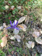 Brodiaea leptandra