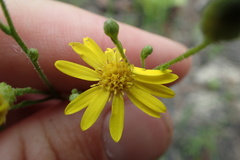 Pityopsis oligantha