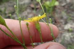 Pityopsis oligantha