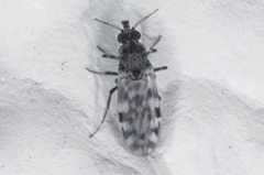 Culicoides