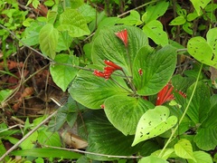 Spigelia splendens