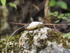 Dyakiidae