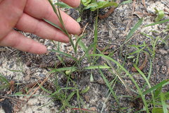 Pityopsis oligantha