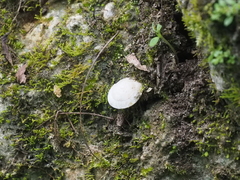 Dyakiidae
