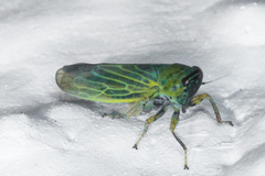 Limotettix