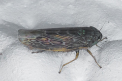 Deltocephalini