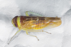 Colladonus montanus reductus