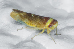 Colladonus montanus reductus