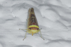 Colladonus montanus reductus