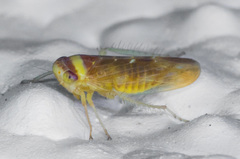 Colladonus montanus reductus