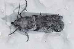 Acrobasis comptella