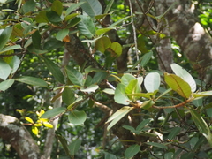 Ficus drupacea