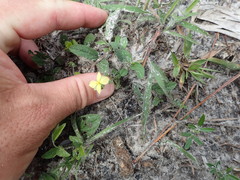 Hypericum suffruticosum