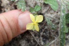 Hypericum suffruticosum