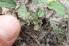 Hypericum suffruticosum