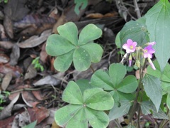 Oxalis nelsonii