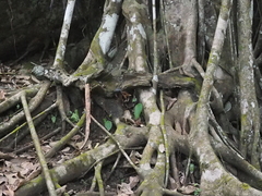 Ficus drupacea