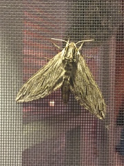 Sphinx canadensis