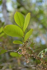 Phyllanthus grandifolius