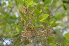 Phyllanthus grandifolius