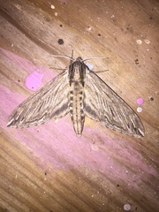 Sphinx canadensis