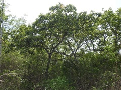 Quercus purulhana