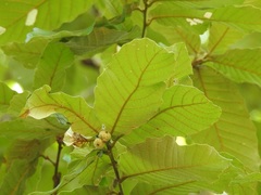 Quercus purulhana
