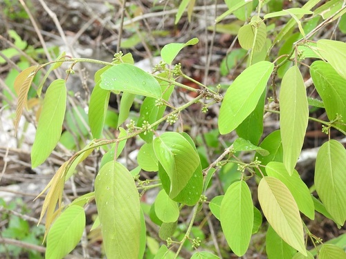 Karwinskia calderonii, photograph 5