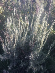 Artemisia cana