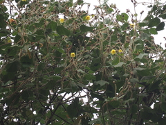 Hibiscus macrophyllus