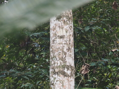 Hibiscus macrophyllus