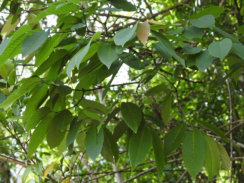 Karwinskia calderonii, photograph 4