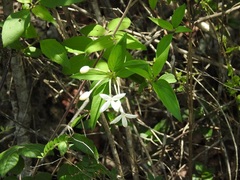 Bouvardia longiflora