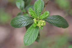 Psychotria erythrocarpa