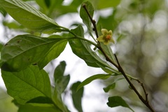 Physalis campechiana