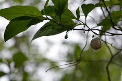 Physalis campechiana