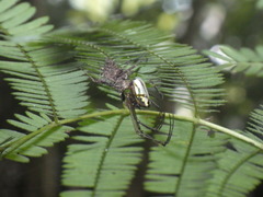 Leucauge celebesiana