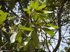 Styrax argenteus